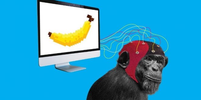 chip komputer di otak monyek dari elon musk