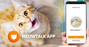download meowtalk app android ios
