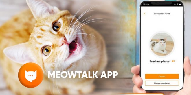 download meowtalk app android ios
