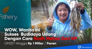 efishery kasih makan udang dari hp