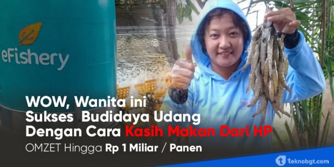 efishery kasih makan udang dari hp
