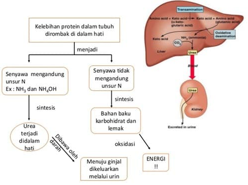 proses metabolisme protein di dalam tubuh