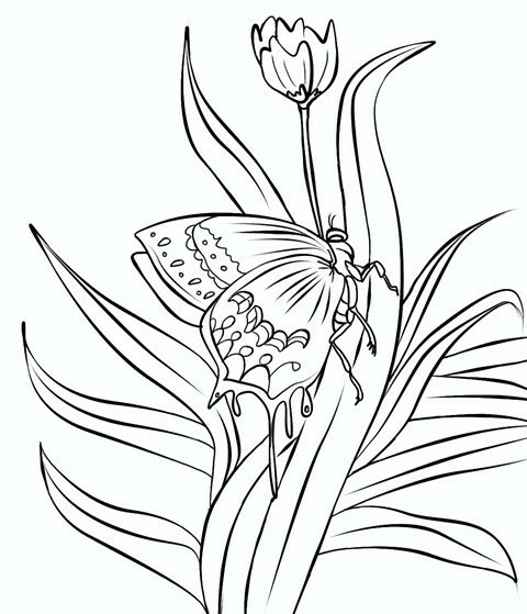 Sketsa Fauna