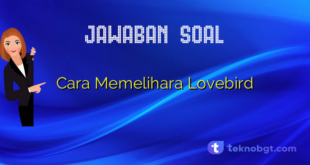 Cara Memelihara Lovebird