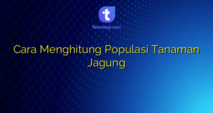 Cara Menghitung Populasi Tanaman Jagung