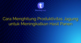 Cara Menghitung Produktivitas Jagung untuk Meningkatkan Hasil Panen