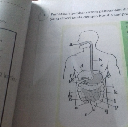 sistem pencernaan